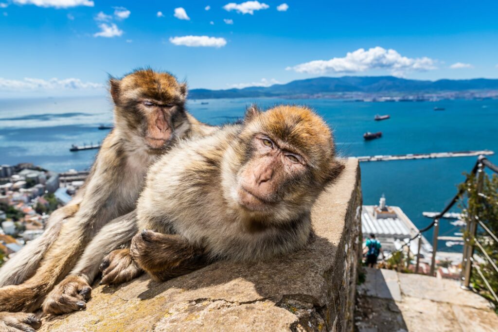 Two Barbary macaques in Gibraltar, with the Bay of Algeciras in the background./ Photo: Timothy Knox / iStock