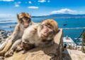 Two Barbary macaques in Gibraltar, with the Bay of Algeciras in the background./ Photo: Timothy Knox / iStock