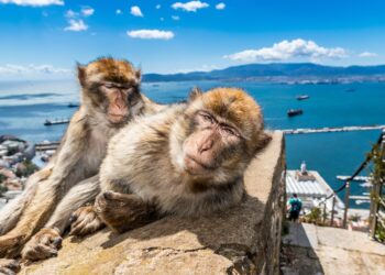 Dos monos de Gibraltar, con la Bahía de Algeciras de fondo./ Foto: Timothy Knox / iStock
