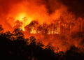EU support for the increased risk of forest fires across Europe