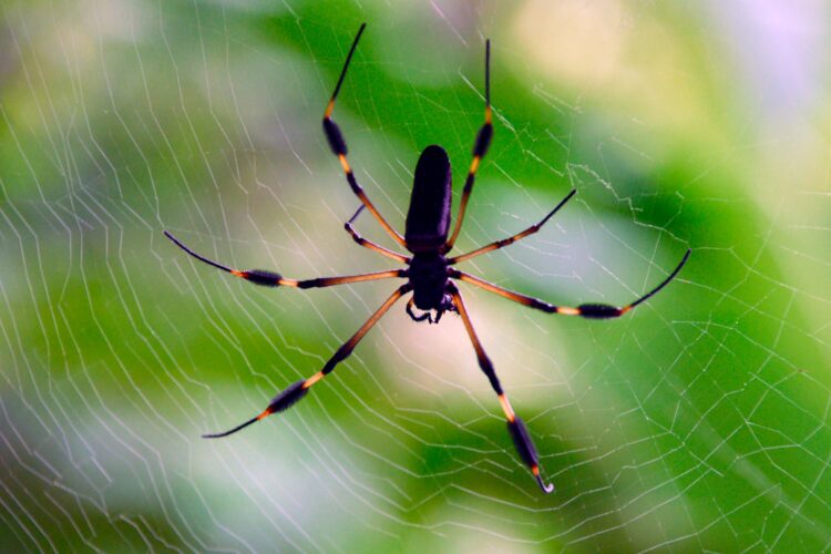 A golden silk orb-weaver spider in Costa Rica./ Photo: AR