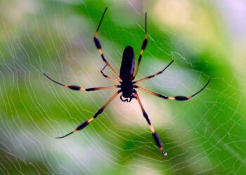 Una araña de seda dorada en Costa Rica./ Foto: AR