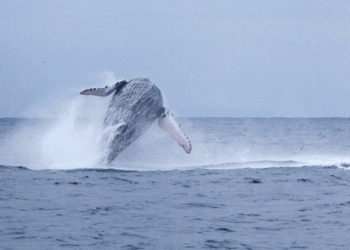 Humpback whale sighting in Ecuador, Puerto López. /Photos: Courtesy of the Embassy of Ecuador