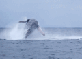 Avistamiento de ballenas jorobadas en Ecuador, Puerto López. /Fotos: cortesía de la Embajada del Ecuador