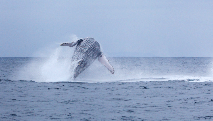 Avistamiento de ballenas jorobadas en Ecuador, Puerto López. /Fotos: cortesía de la Embajada del Ecuador
